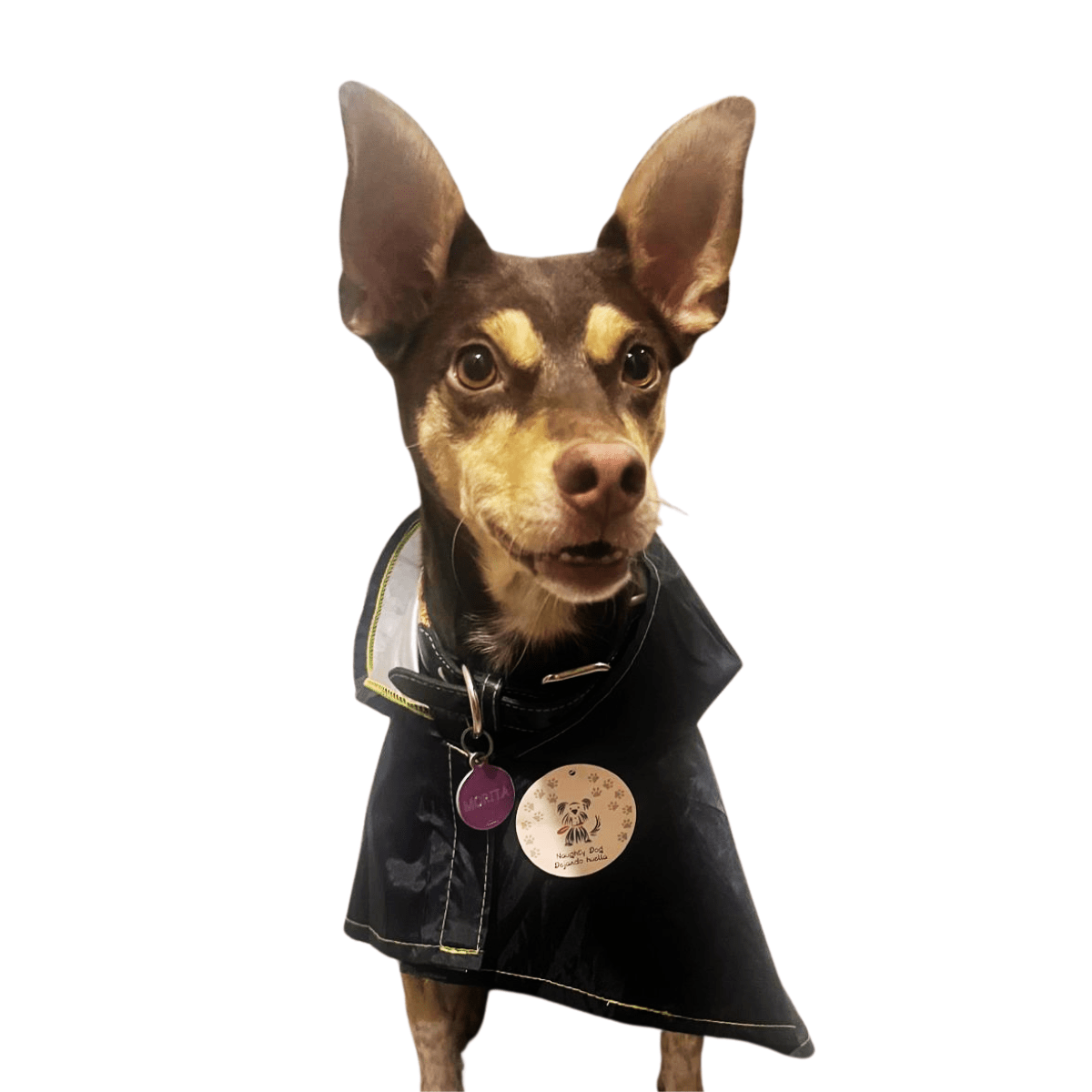 Impermeables para perros grandes