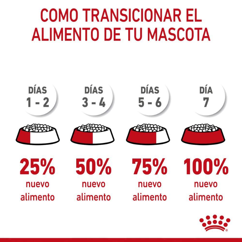 Royal Canin Gato Kitten 3.1 kg - AniMALL