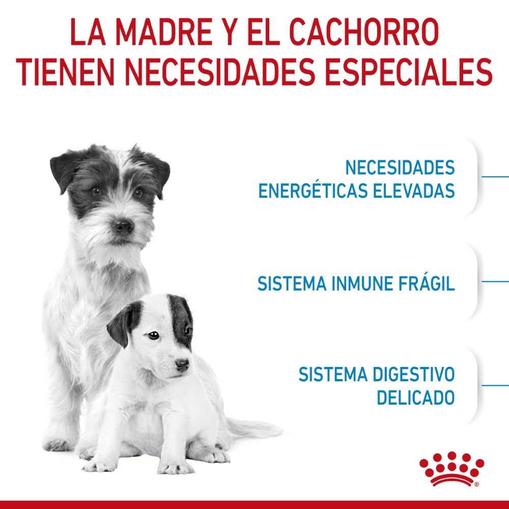Royal Canin Small Starter Mother and Babydog, alimento seco para perro