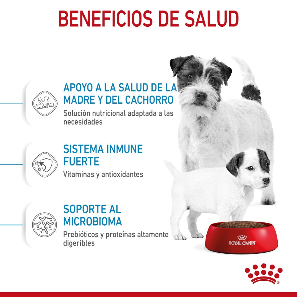 Royal Canin Small Starter Mother and Babydog, nutrición para gestación y lactancia