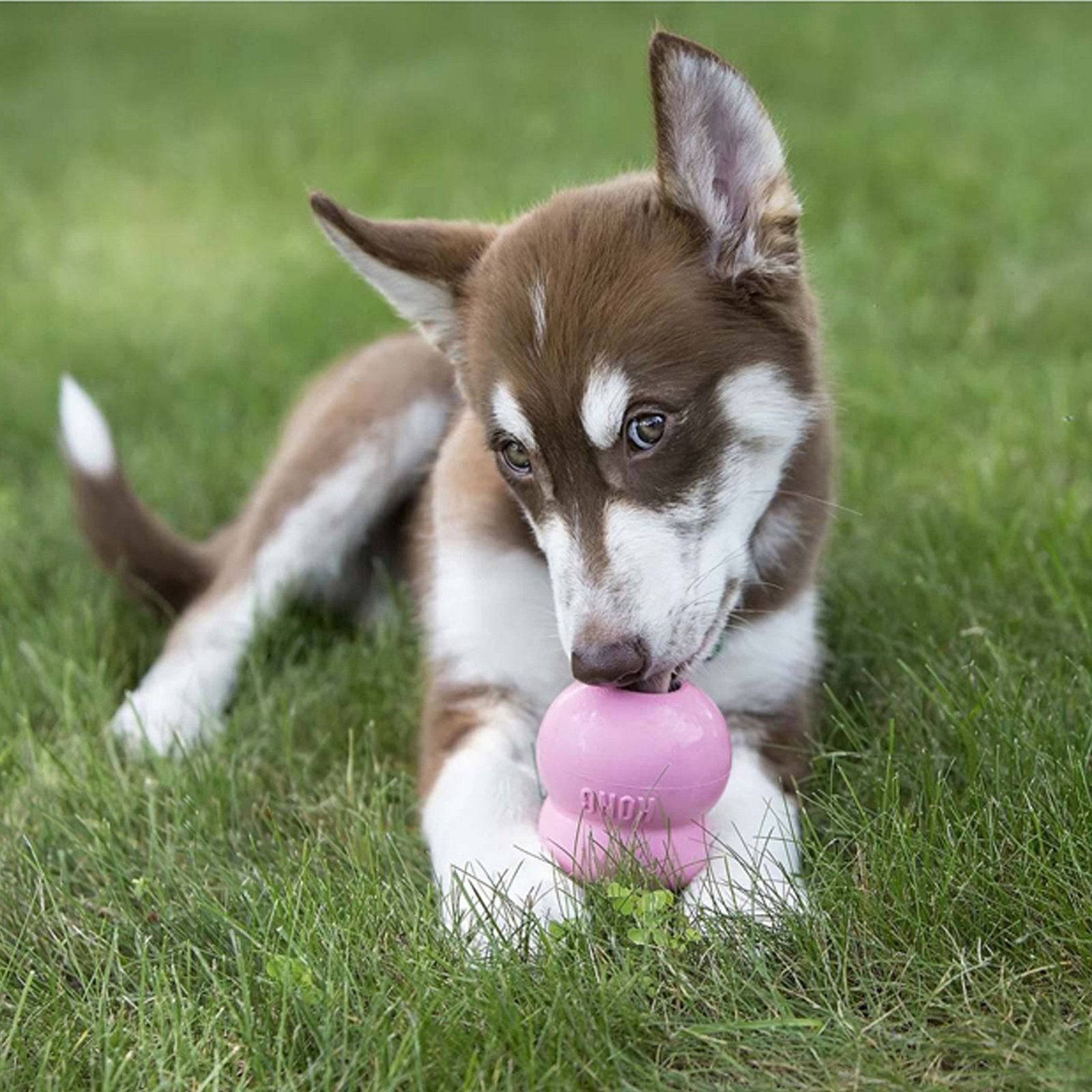 Kong Crema Easy Treat para Cachorro - AniMALL