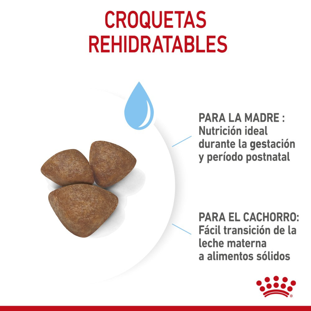 Royal Canin Small Starter Mother and Babydog para transición al alimento seco