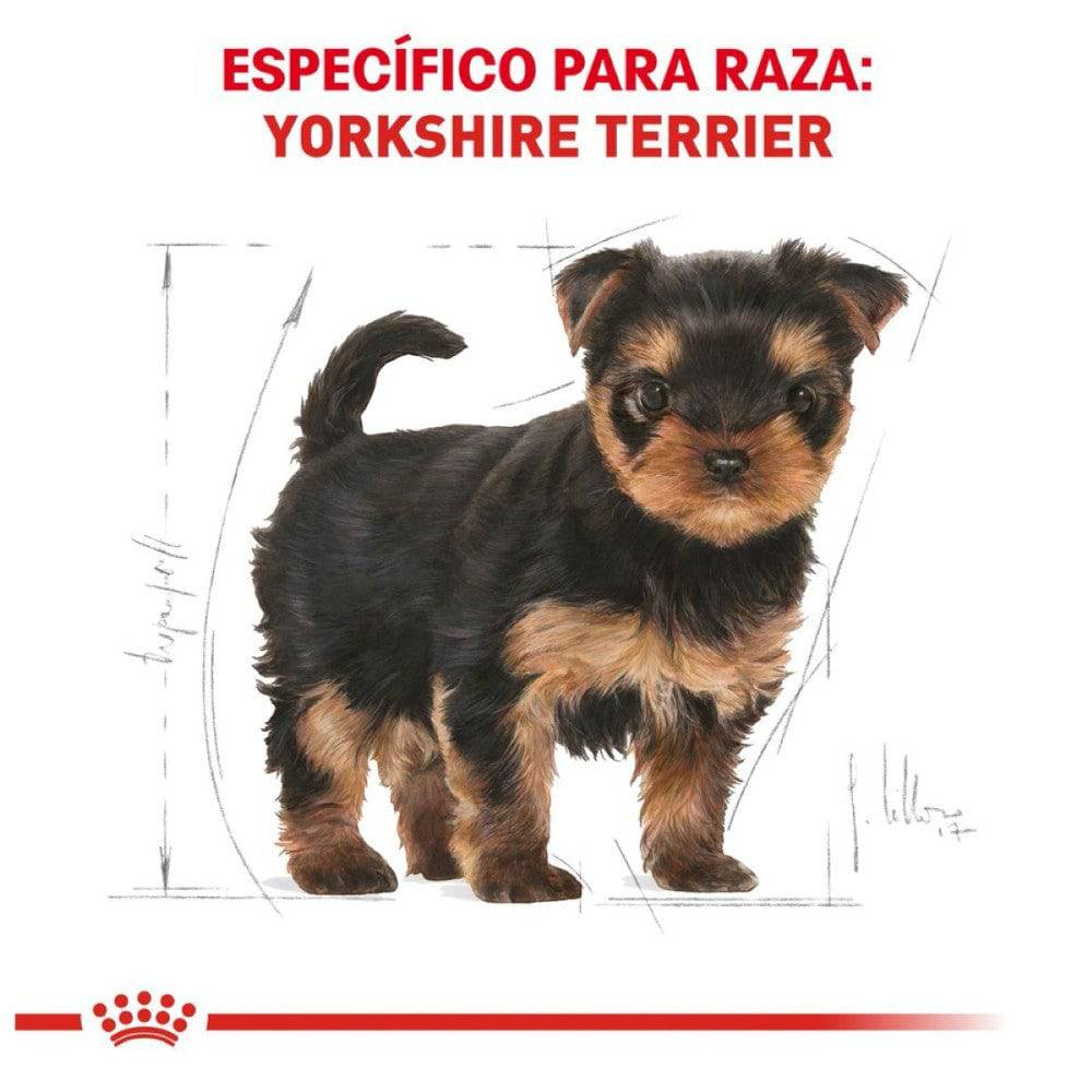 Royal Canin Alimento Seco para Perro Yorkshire Puppy 1 kg - AniMALL
