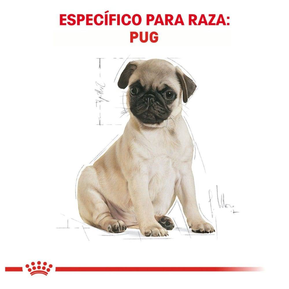 Royal Canin Pug Cachorro 1.1 kg - AniMALL