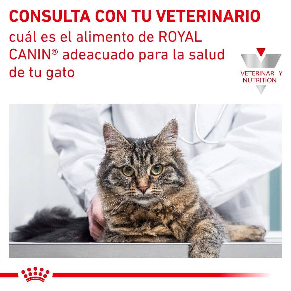 Royal Canin Vet Renal Support F Feline 3 Kg - AniMALL