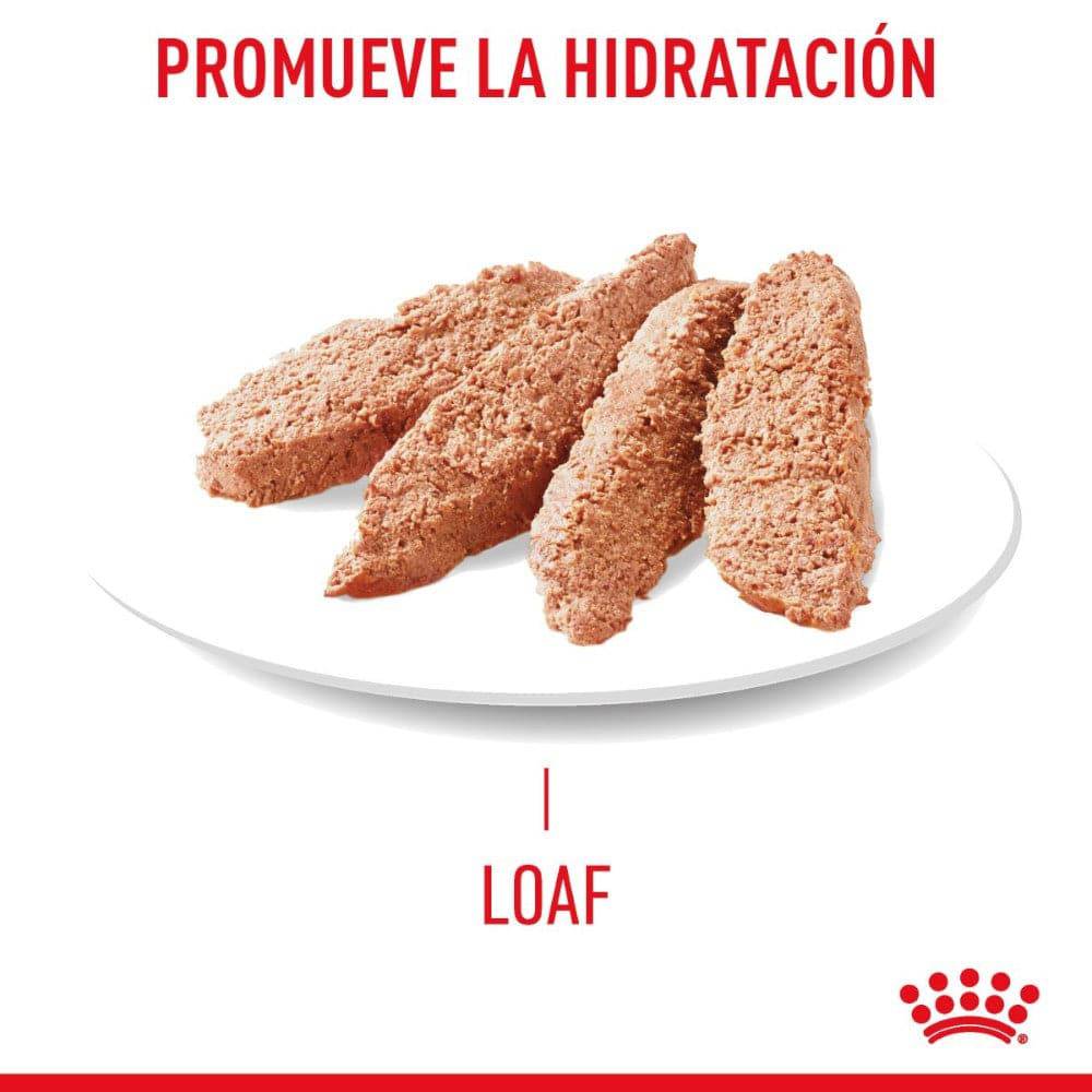 24 Latas Royal Canin Gato Hair and Skin 145 gr - AniMALL