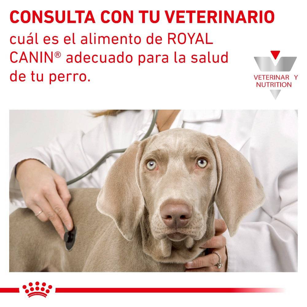 12 Latas Royal Canin Vet Renal Support E Canine 385 gr - AniMALL