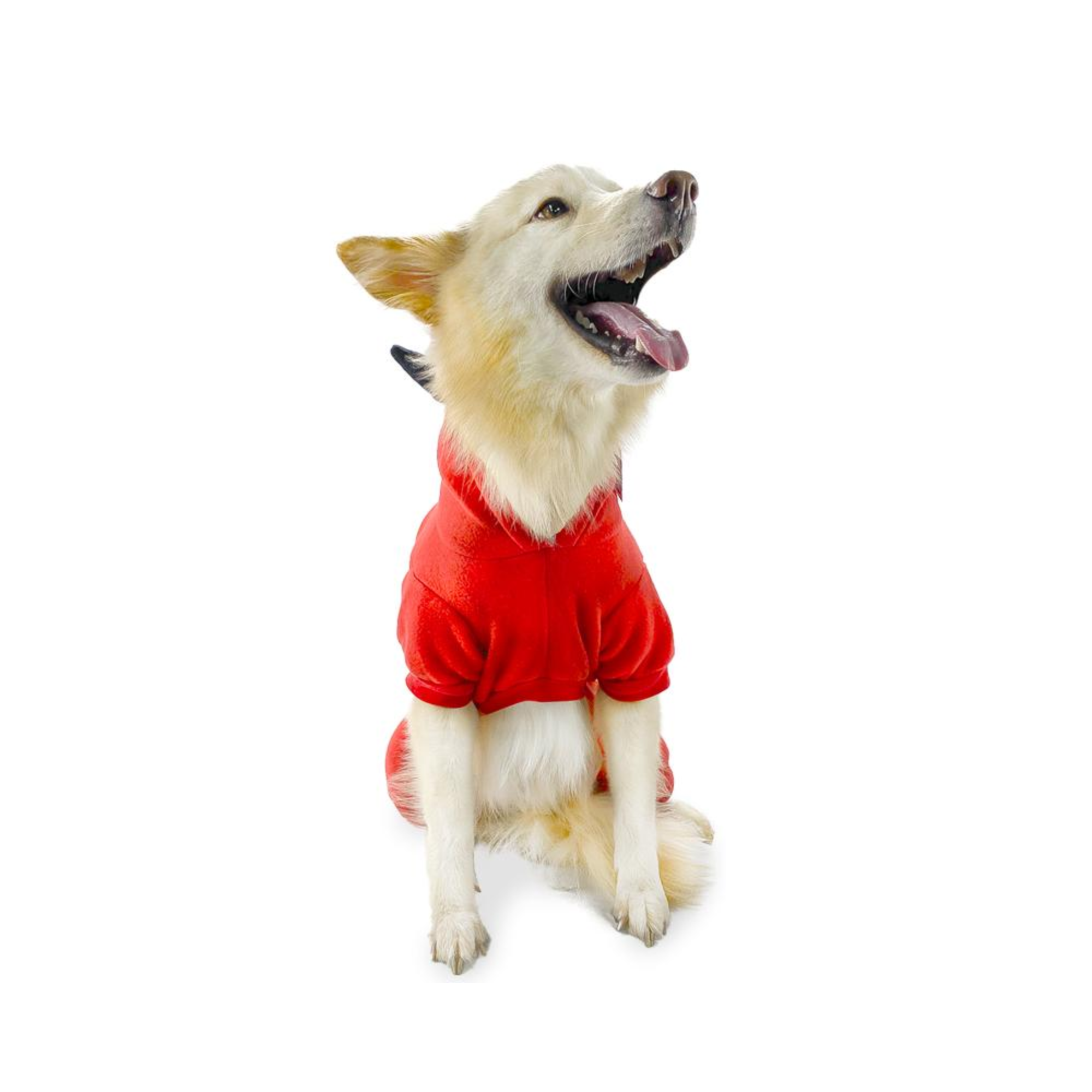CATM Disfraz de Diablo Macho para Mascota Talla 5