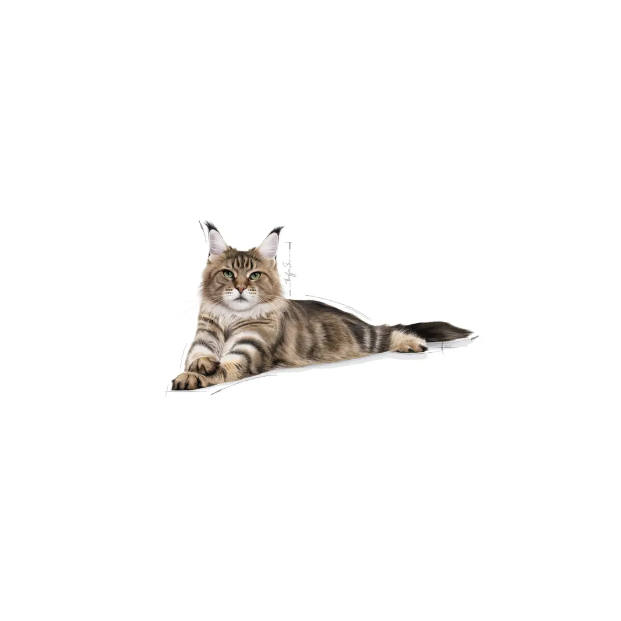Royal Canin Maine Coon Gato Adulto 6.36 Kg