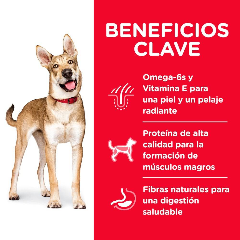 Alimento de Perro